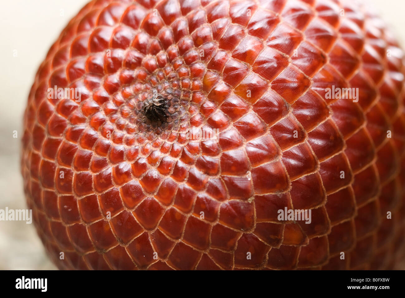Frucht der Moriche Palme Stockfoto