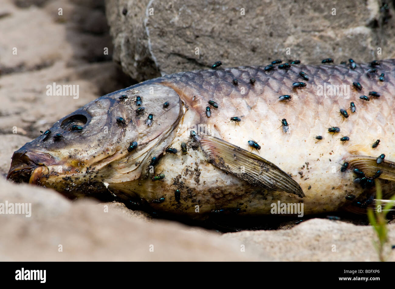 Tote Karpfen, die von Fischern verworfen am Ufer eines Oklahoma River zieht fliegt. Oklahoma, USA. Stockfoto