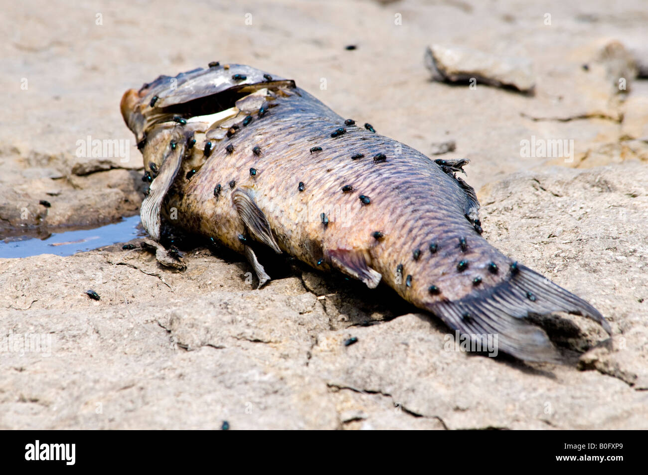 Tote Karpfen, die von Fischern verworfen am Ufer eines Oklahoma River zieht fliegt. Oklahoma, USA. Stockfoto