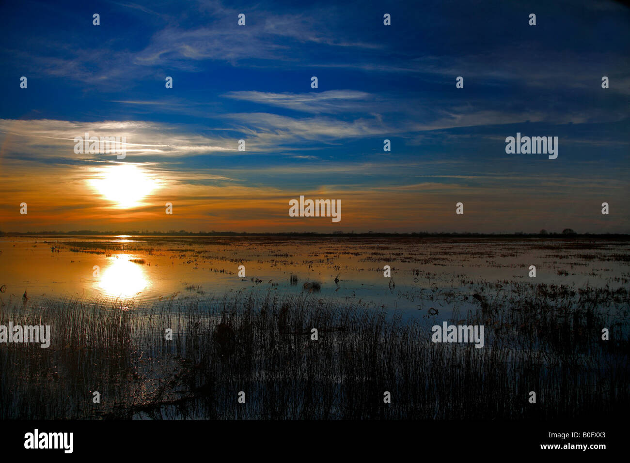 Winter Sonnenuntergang Röhrichten WWT Welney wäscht Nationalvogel Reserve Cambridgeshire England Großbritannien Großbritannien Stockfoto