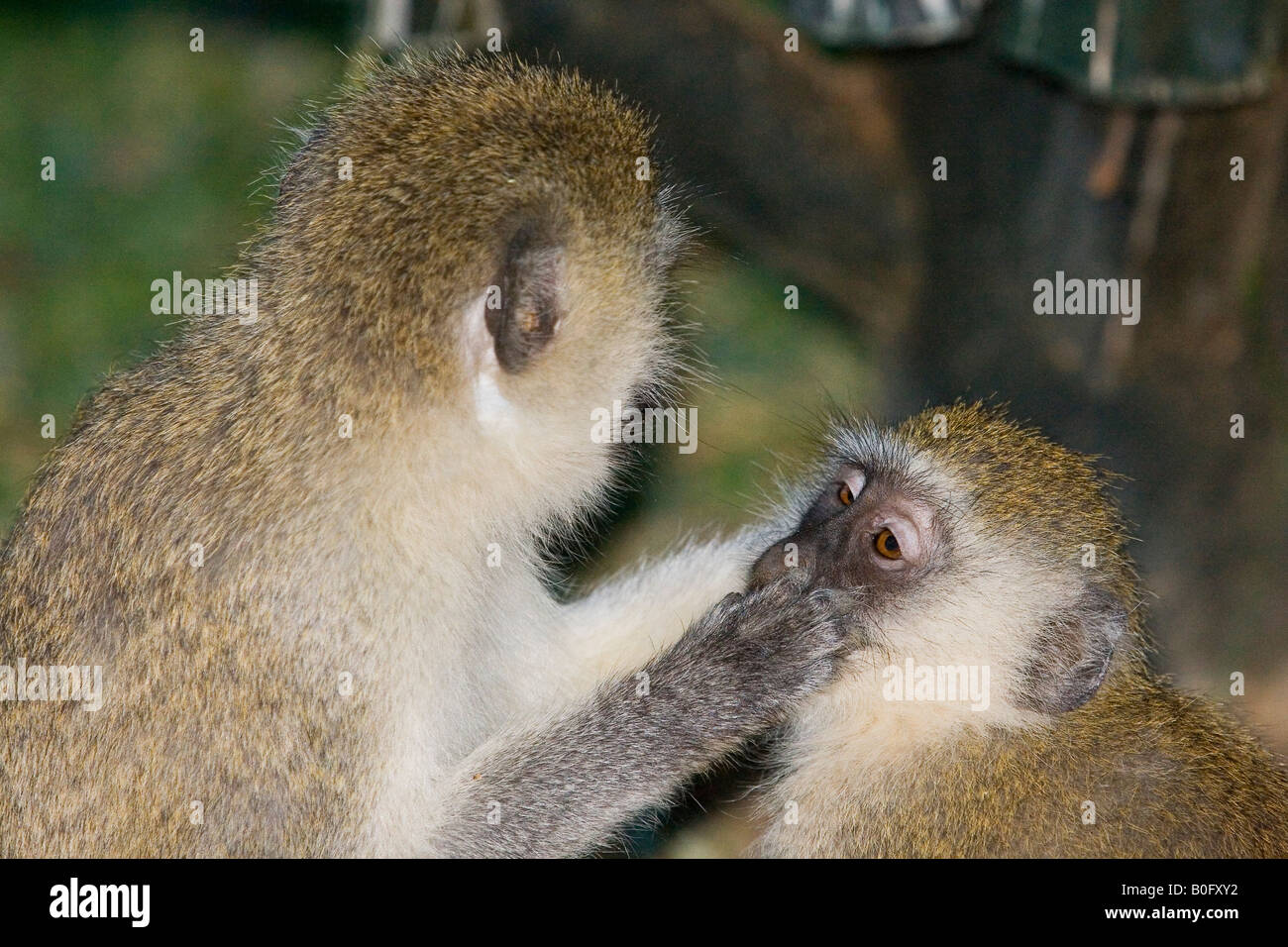 VERVET AFFEN PFLEGE YOUNG Stockfoto