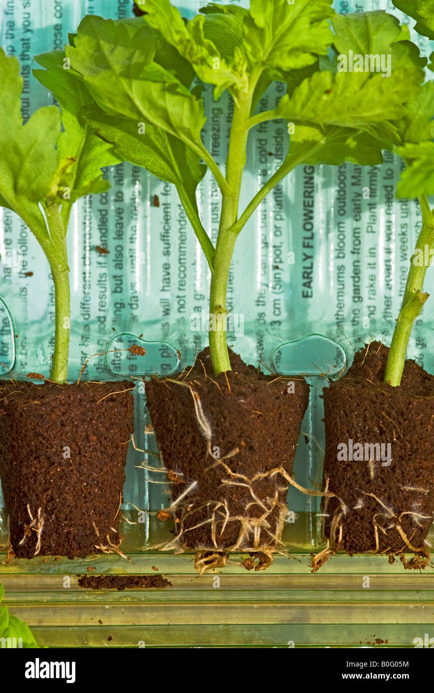 Neu geliefert Post Paket verwurzelte Chrysanthemen Pflanzen Stockfoto