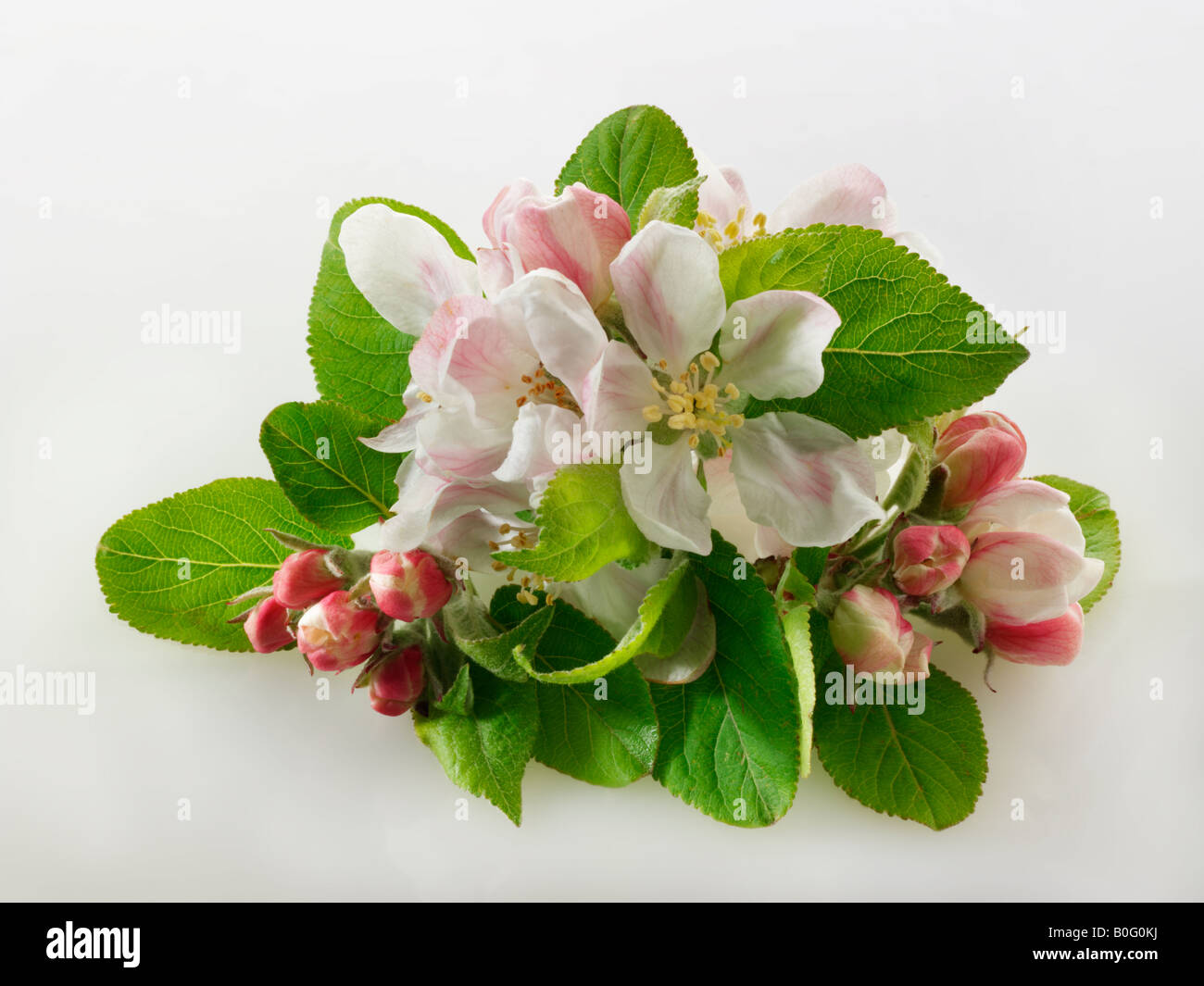 Apple Blossom gegen einen weißen Hintergrund für Ausschneiden Stockfoto