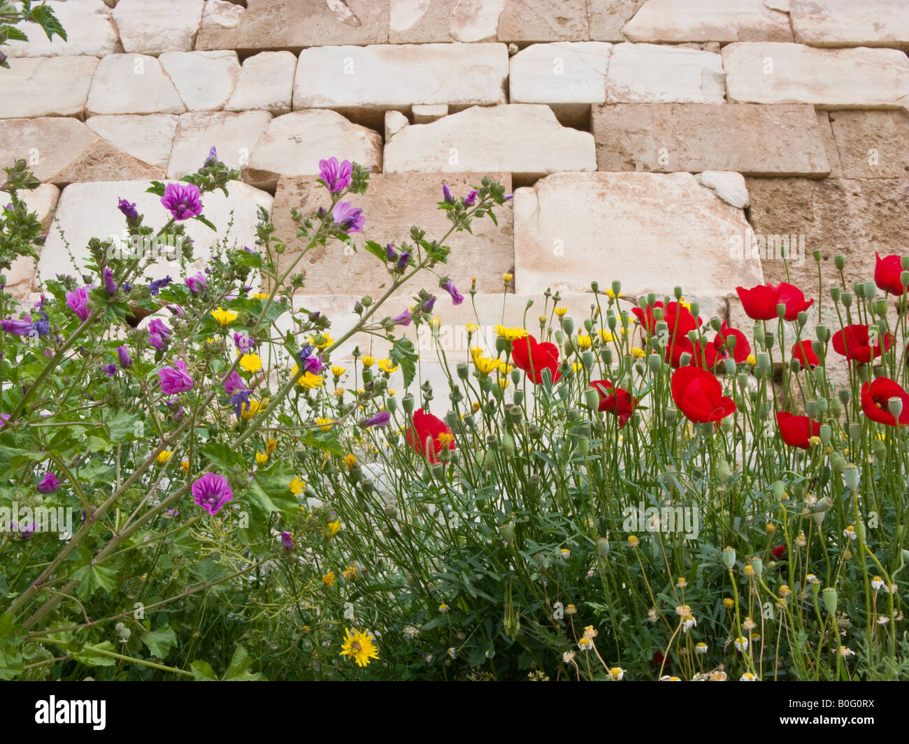 Wildblumen in der Schatzkammer der Athener, Delphi, Griechenland Stockfoto