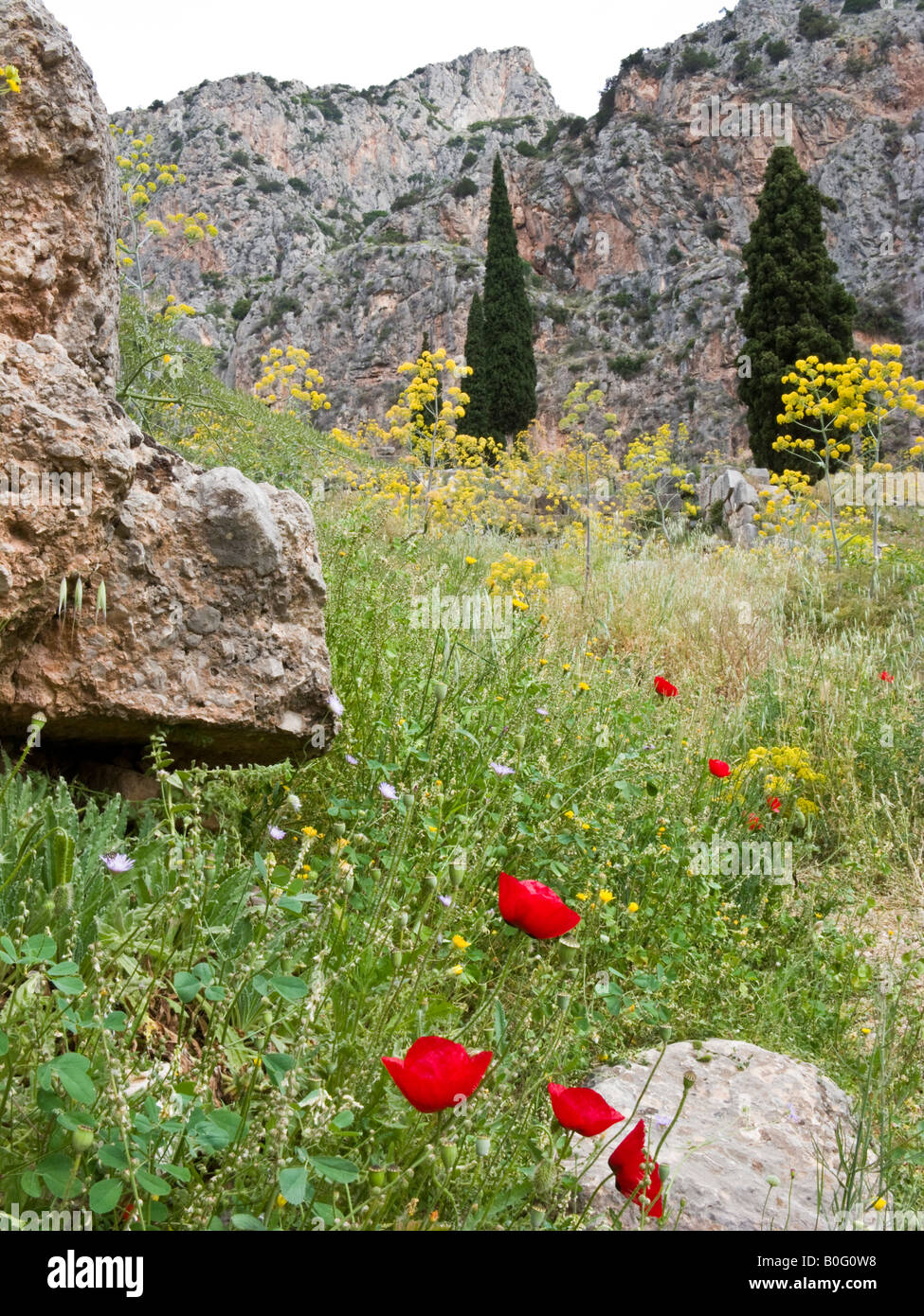 Wildblumen und Ruinen, Delphi, Griechenland Stockfoto