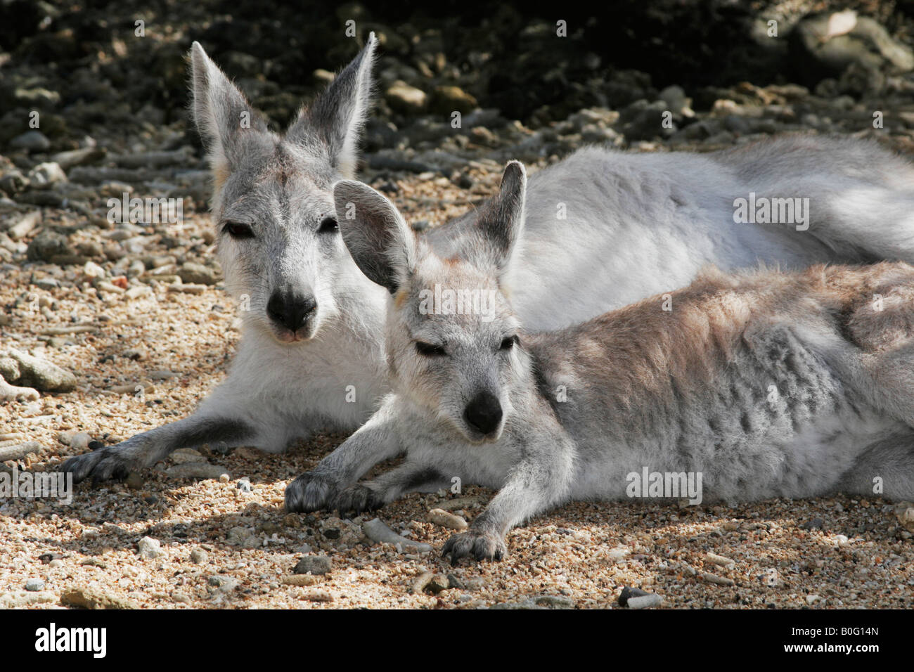 Proserpina Rock wallaby Stockfoto