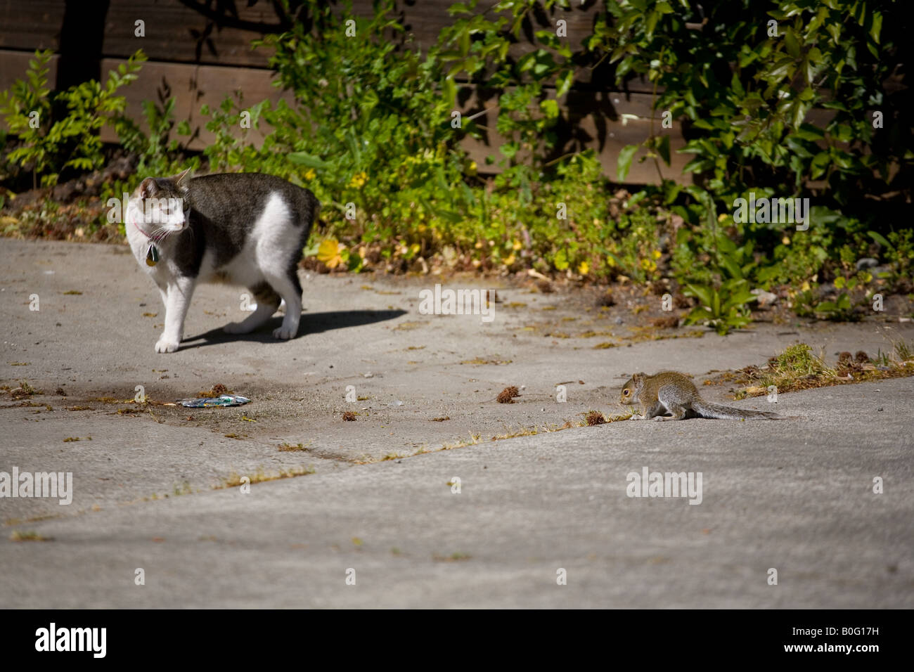 Westliche graue Eichhörnchen (Sciurus früh) und die Katze (Felis Catus) Stockfoto