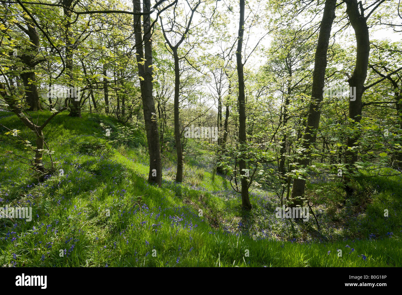 Bluebell Woods in der Nähe von Holmfirth, Huddersfield, West Yorkshire, England, Vereinigtes Königreich Stockfoto