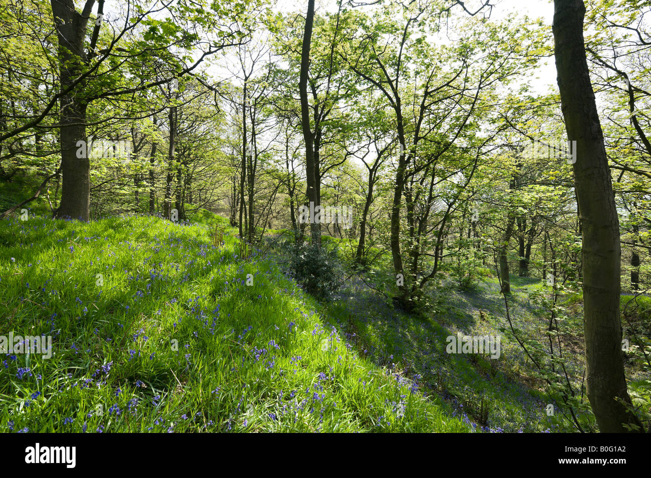 Bluebell Woods in der Nähe von Holmfirth, Huddersfield, West Yorkshire, England, Vereinigtes Königreich Stockfoto