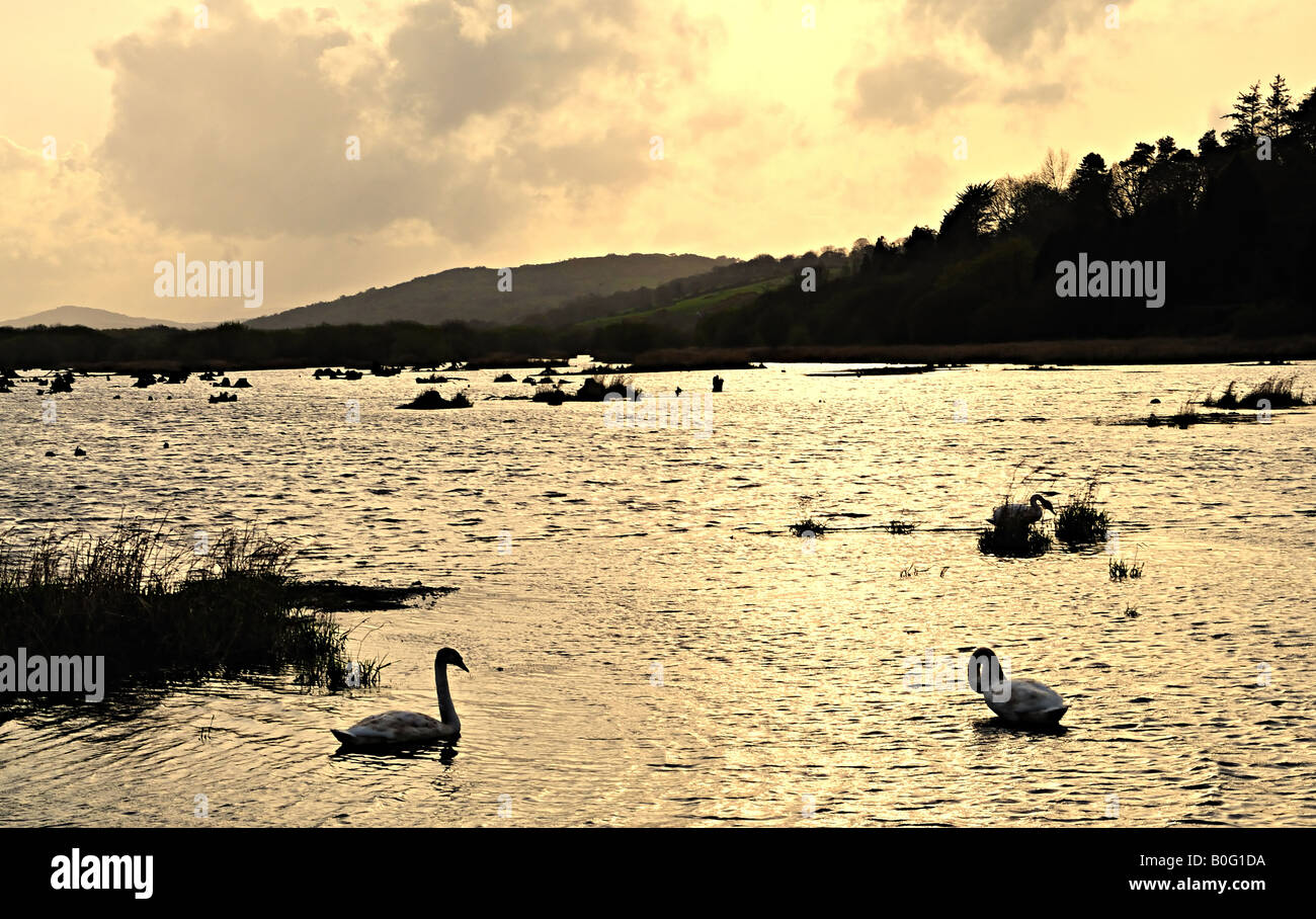 Schwäne schwimmen bei Sonnenuntergang in den ruhigen Gewässern des Flusses Lee Co Cork Ireland Stockfoto