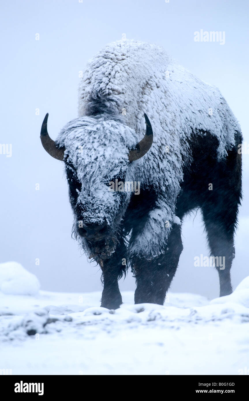 Verschneite Bison stehen in aufsteigendem Dampf und Schneefall. Stockfoto