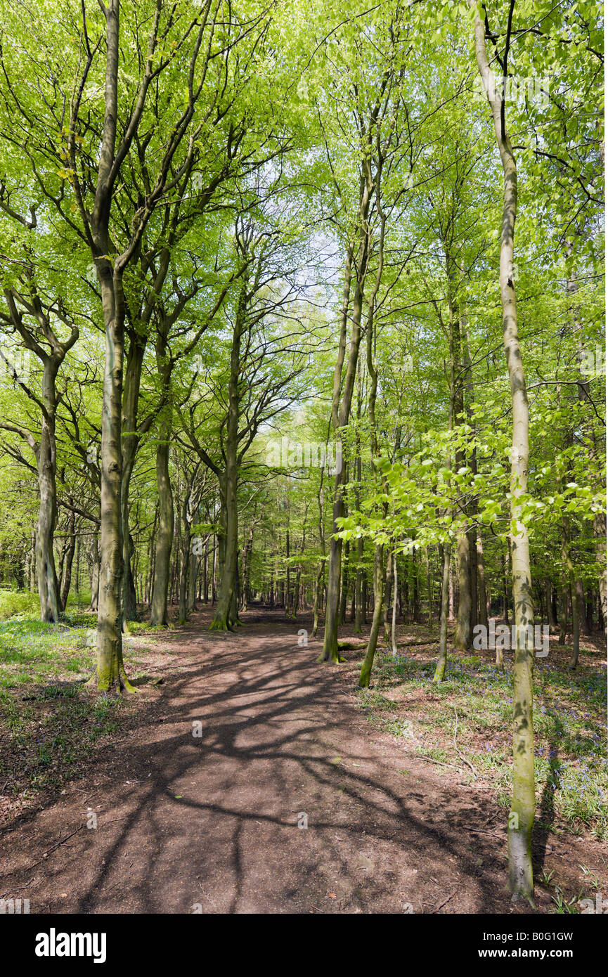 Wald in der Nähe von Holmfirth, Huddersfield, West Yorkshire, England, Vereinigtes Königreich Stockfoto