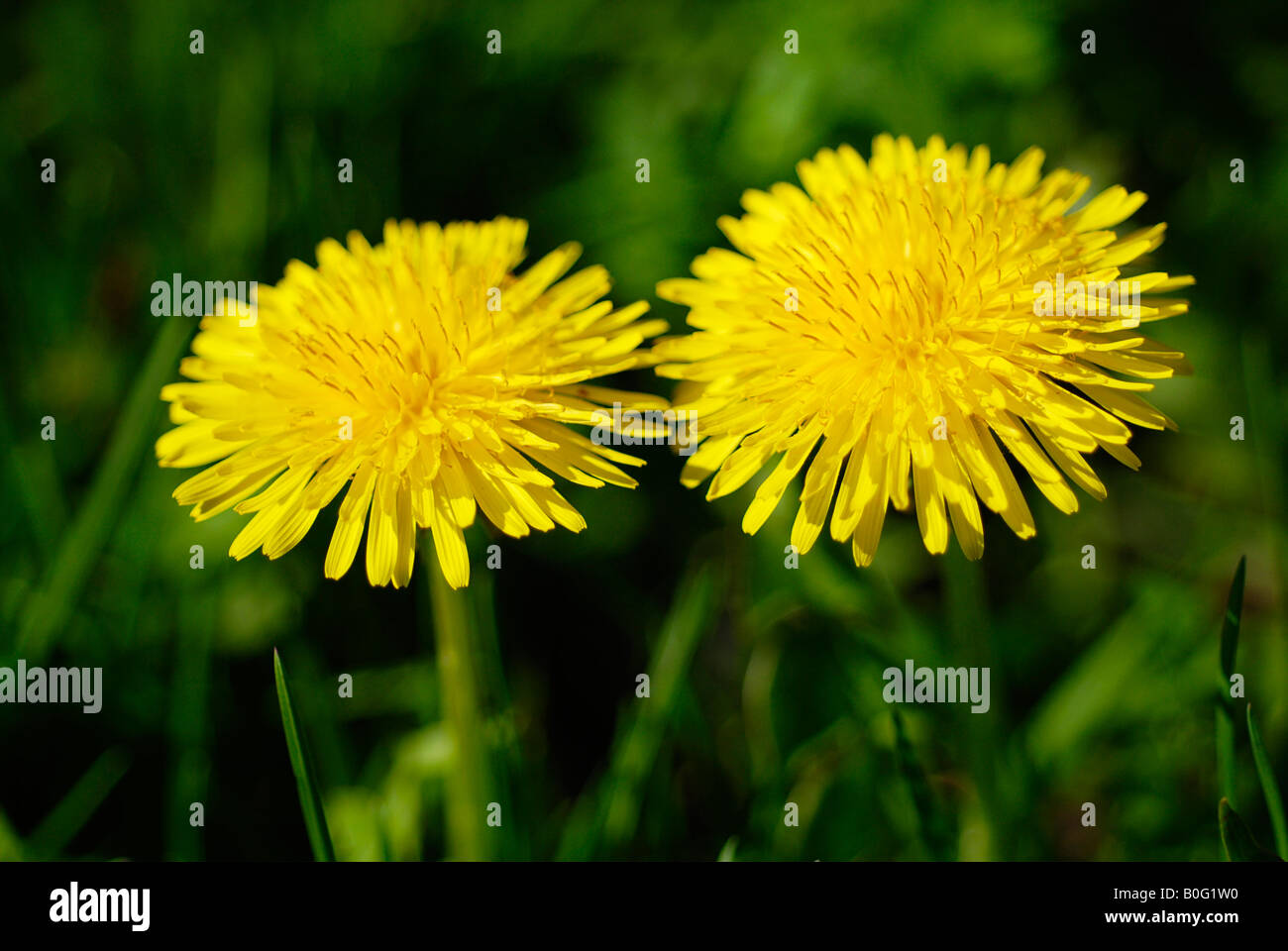 Paar von Löwenzahn Stockfoto
