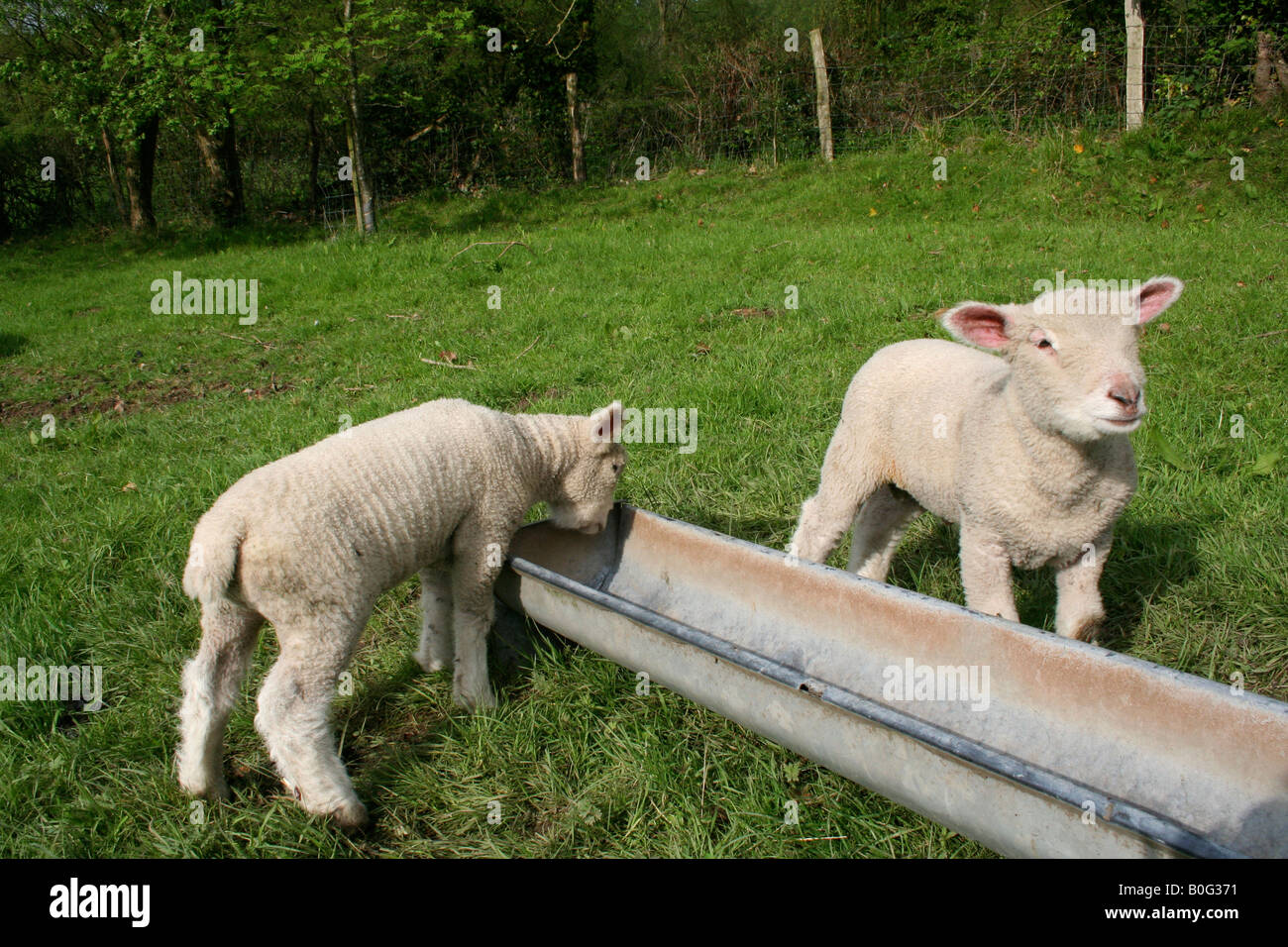 Zwei Baby-Lämmer zu einem leeren Futtertrog. Stockfoto