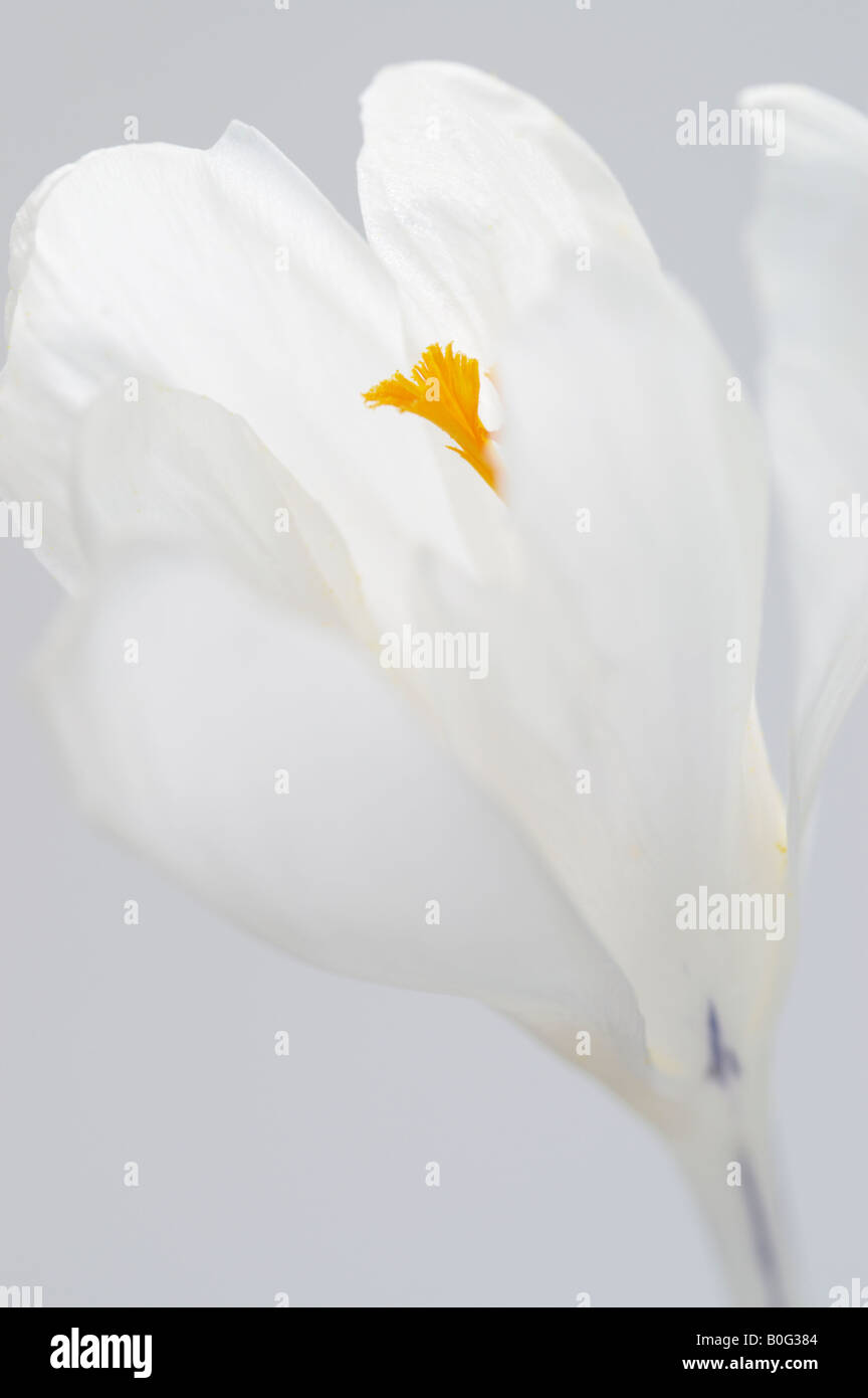 CROCUS VERNUS JEANNE D ARC Stockfoto
