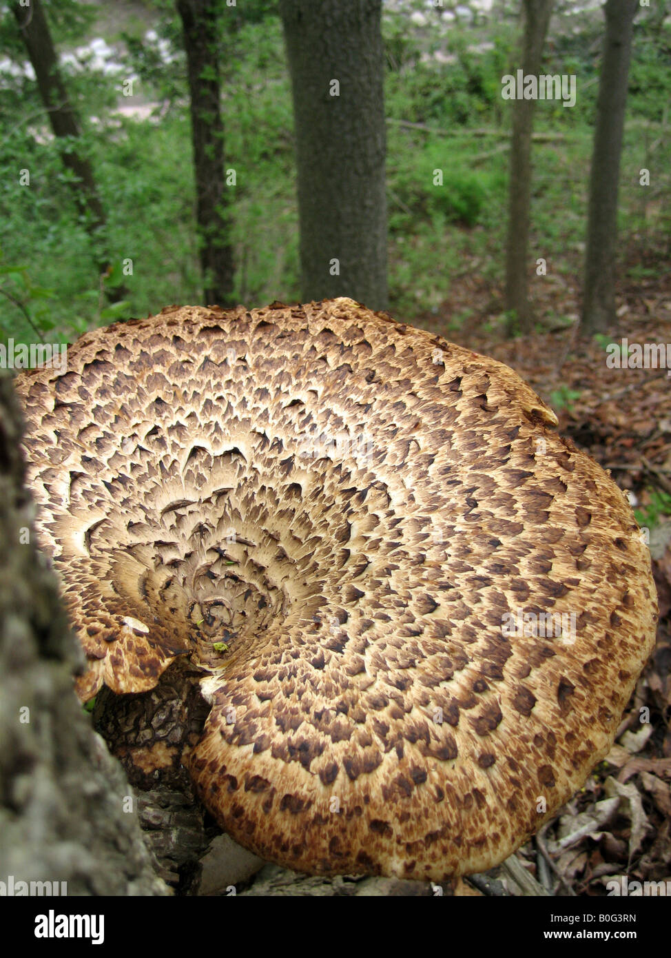 Eine große Polyporus an (Dryaden Sattel) an der Seite einen toten Baumstamm wächst. Essbar und auch bekannt als Fasane zurück. Stockfoto