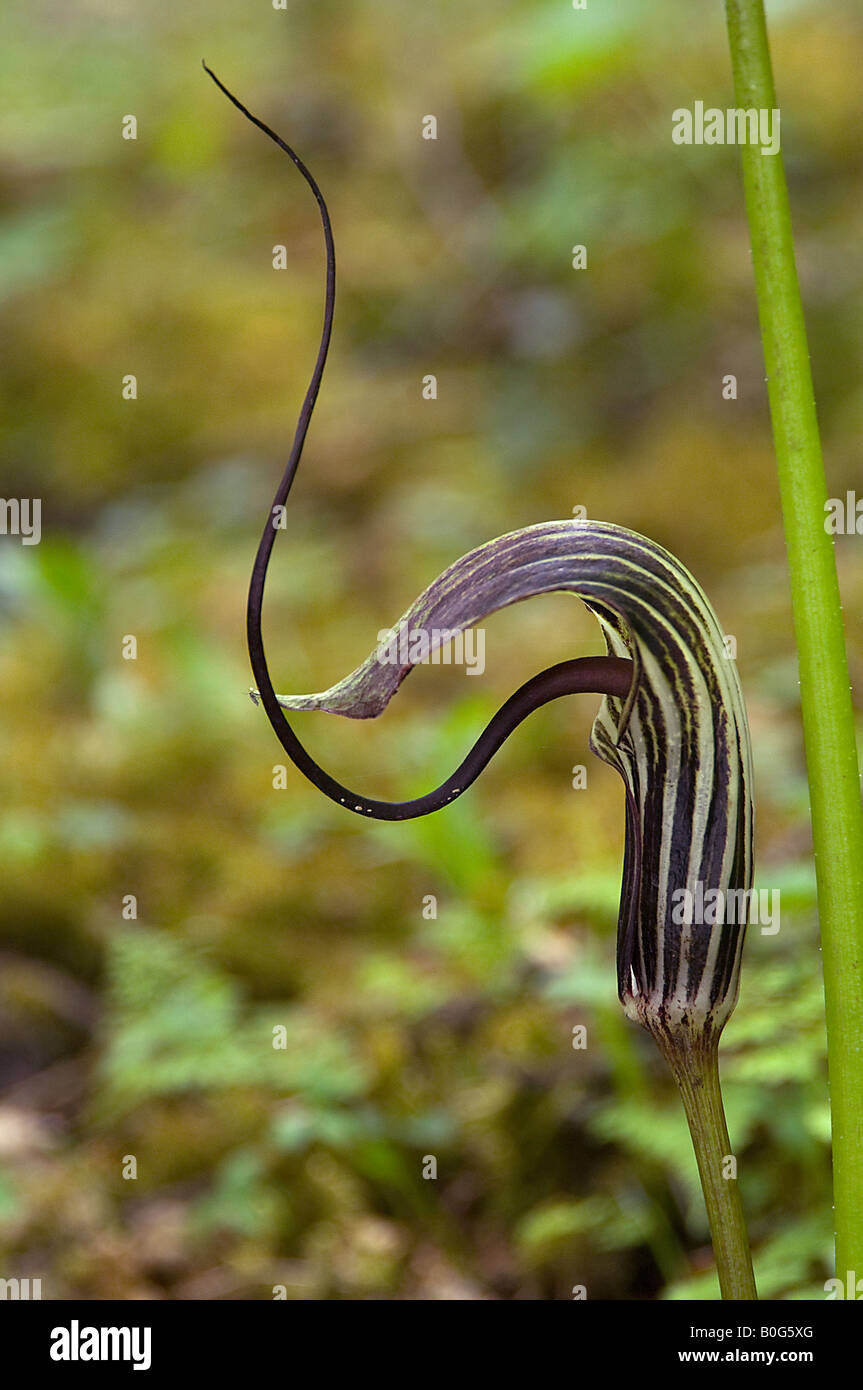 Arisaema Elephas eine Kobra Lilie ist ein Schatten mehrjährig mit einer sehr langen Blütenständen wächst im Wald am See Shuda Yunnan China Stockfoto