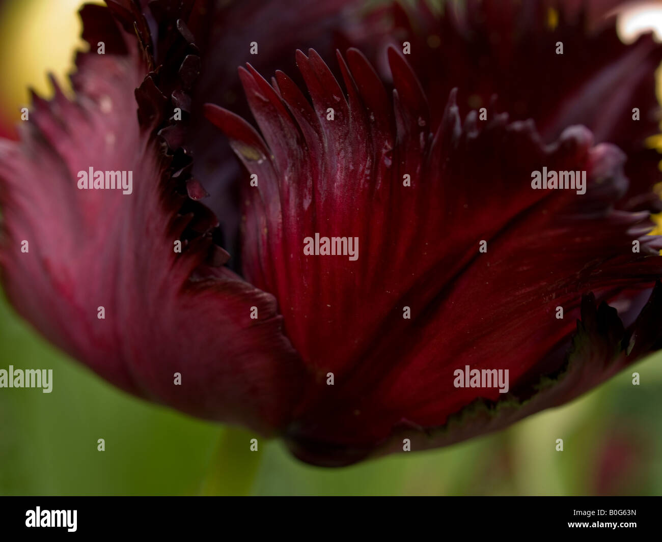 Black Parrot Tulip detail Stockfoto