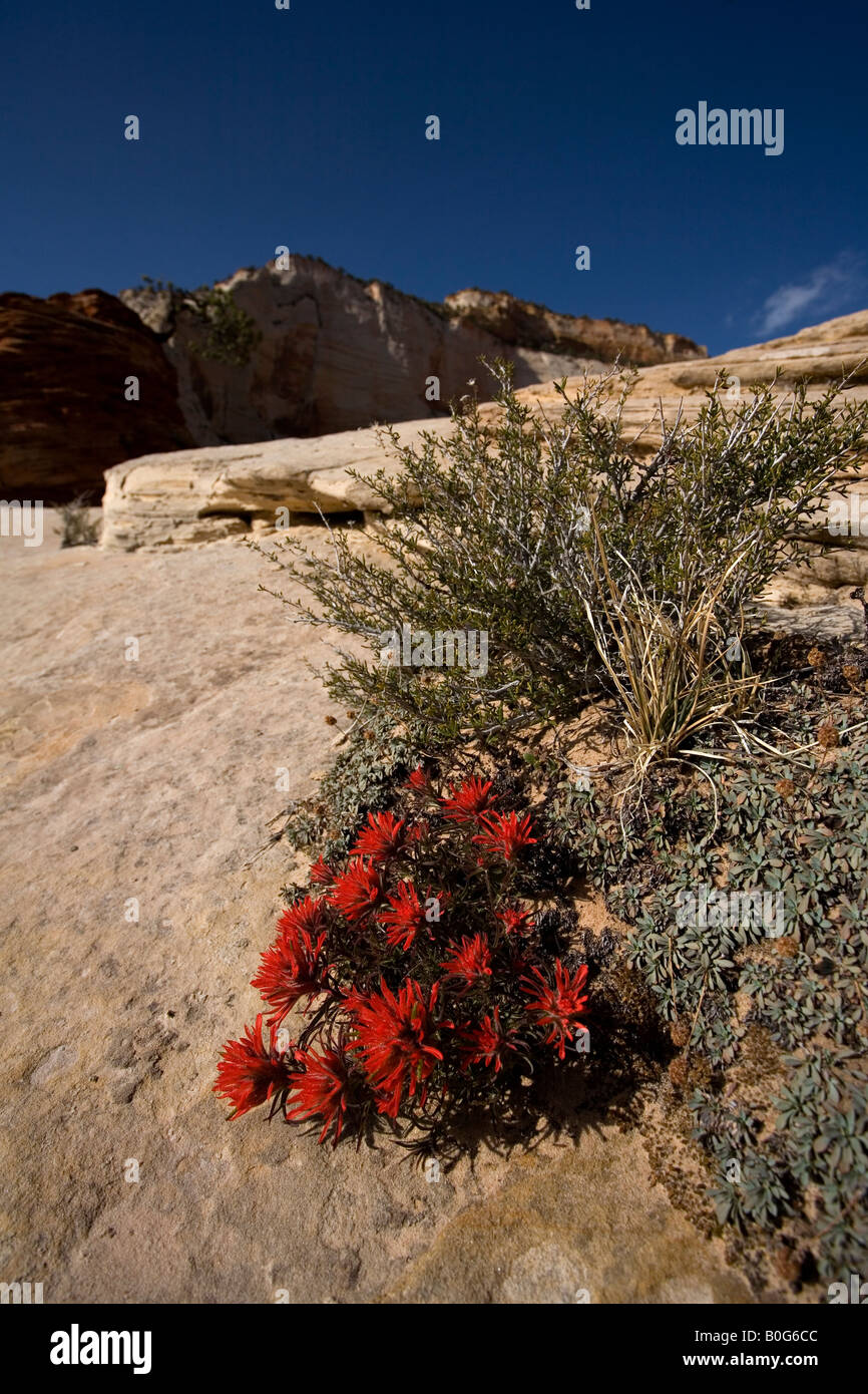 Wüste Paintbrush (Castilleja Angustifolia), Zion Nationalpark, Utah Stockfoto