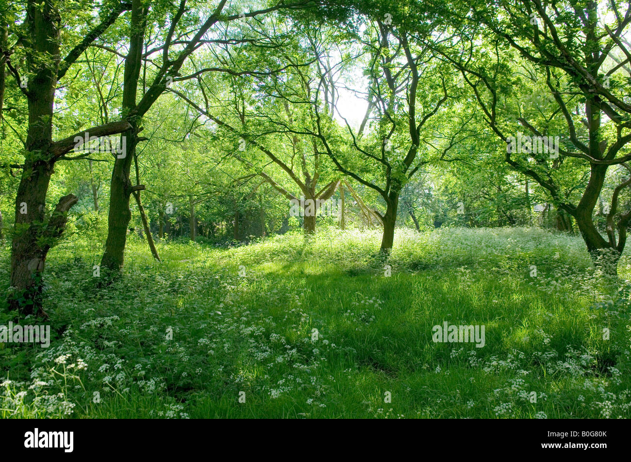 Wald-Ansicht Stockfoto