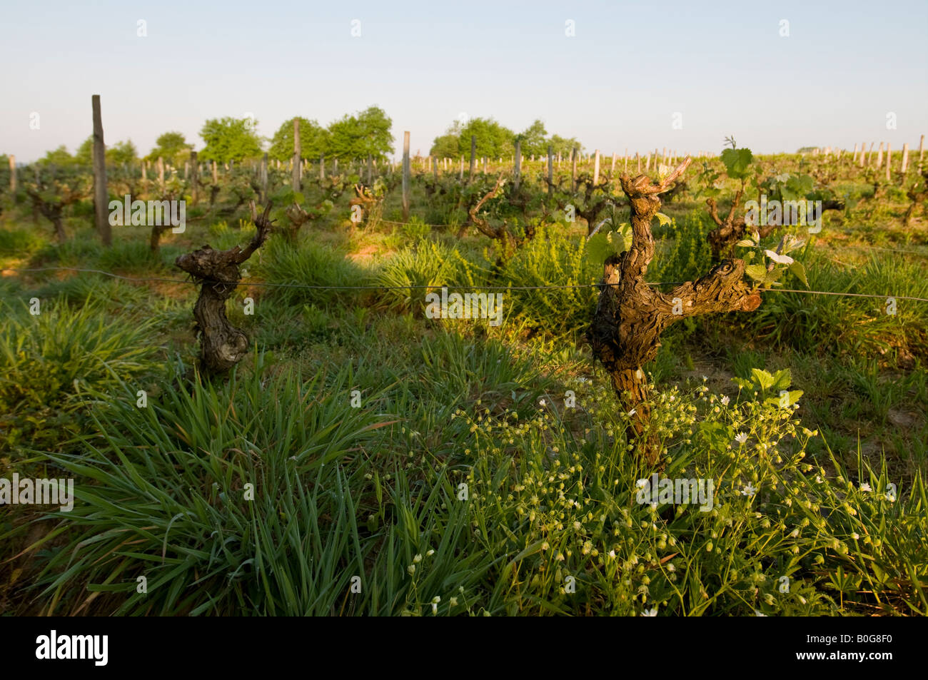 Weinberg, Indre et Loire, Frankreich. Stockfoto