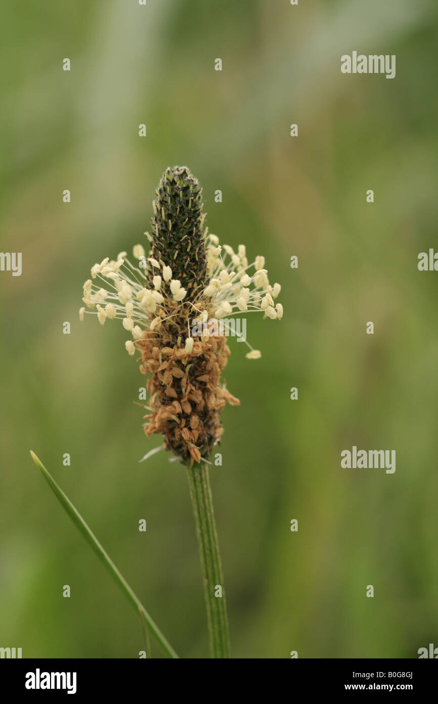 Nahaufnahme der Spitzwegerich (Plantago Lanceolata) auch bekannt als Common, schmales Blatt oder Englisch Wegerich. Stockfoto