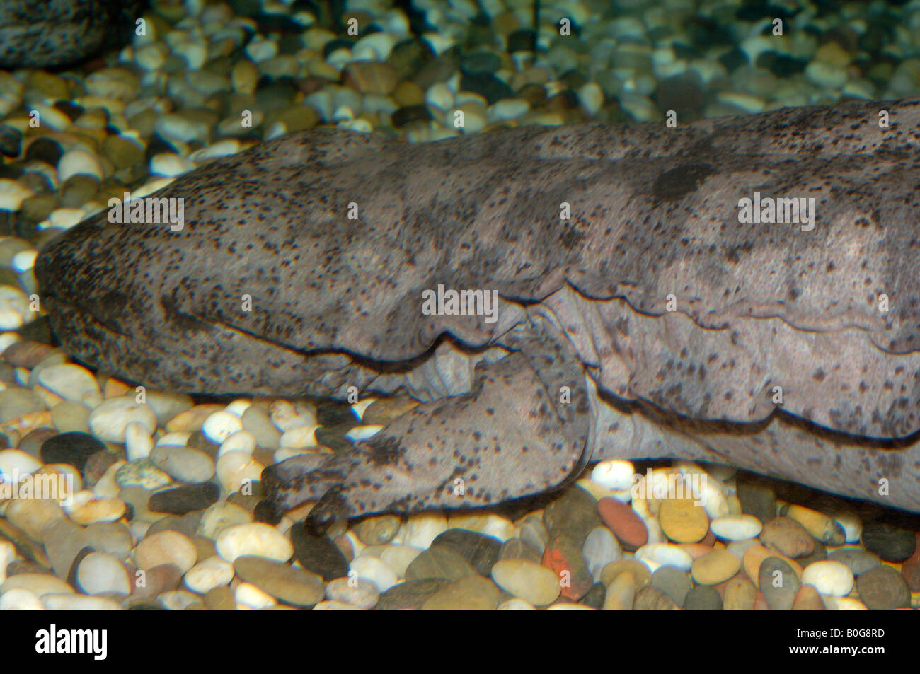 Chinese giant salamander -Fotos und -Bildmaterial in hoher Auflösung ...
