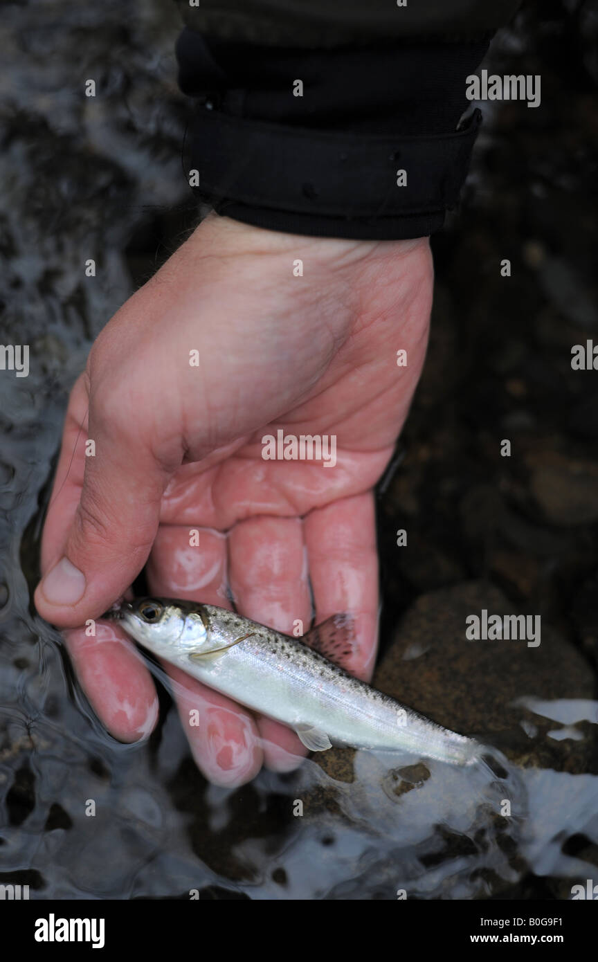 Fliege Fischen am Fluss Lyd mit Anne Voss Bark und FT-Reporter Bob Sherwood Stockfoto