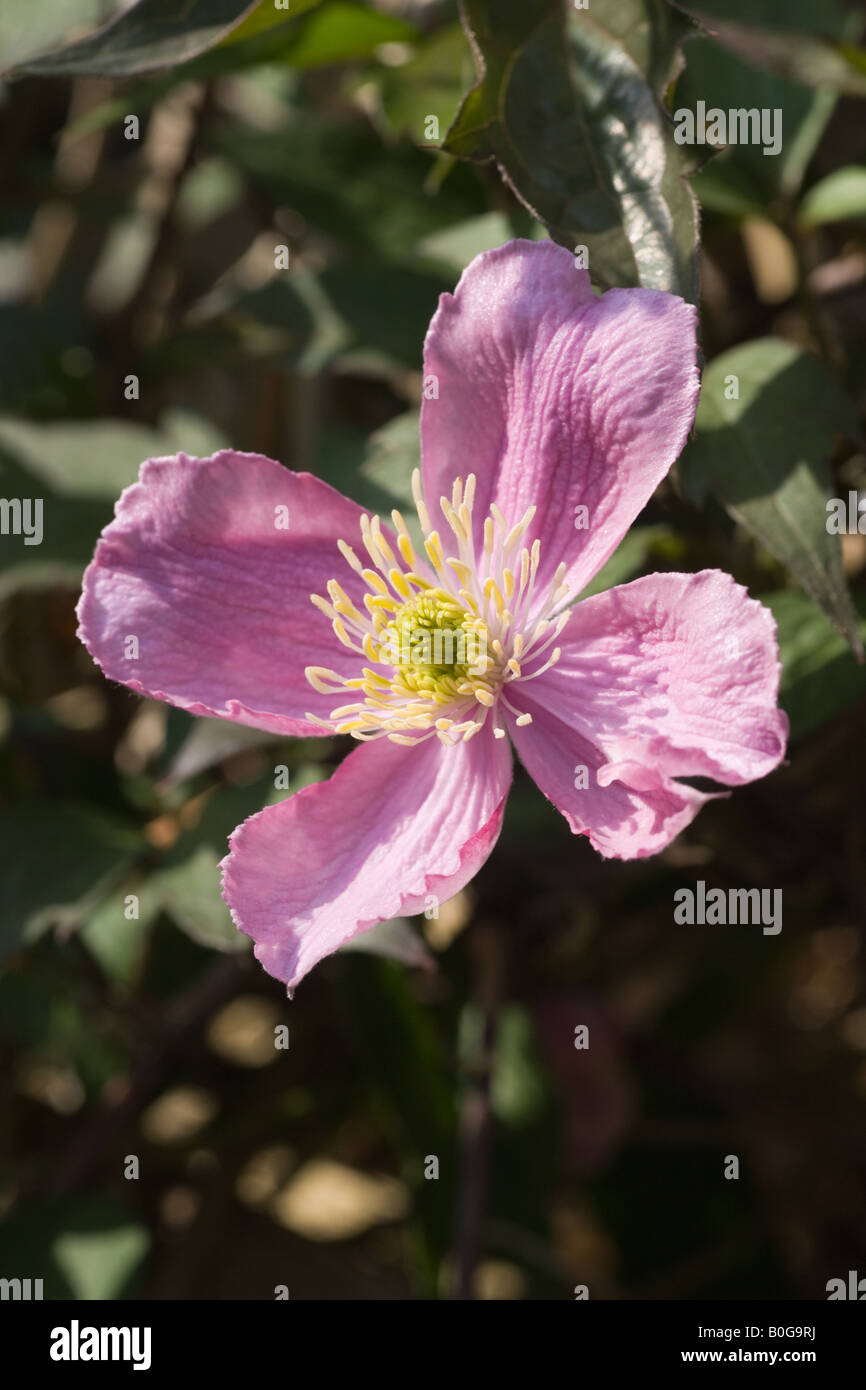 Clematis-Blüte, einen gemeinsamen Garten Kletterpflanze. Stockfoto