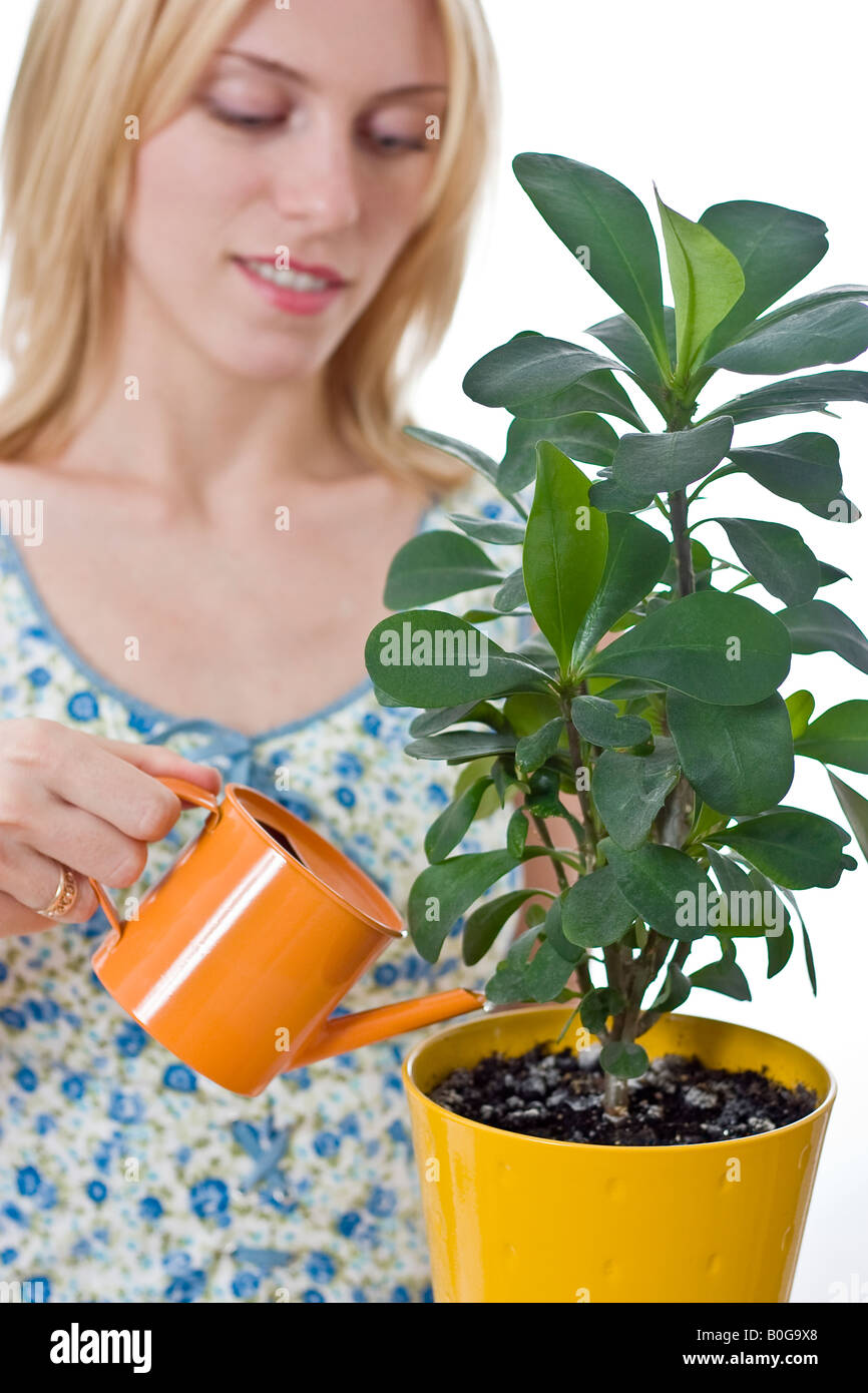 Junge Frau, die Bewässerung einer Zimmerpflanze Stockfoto