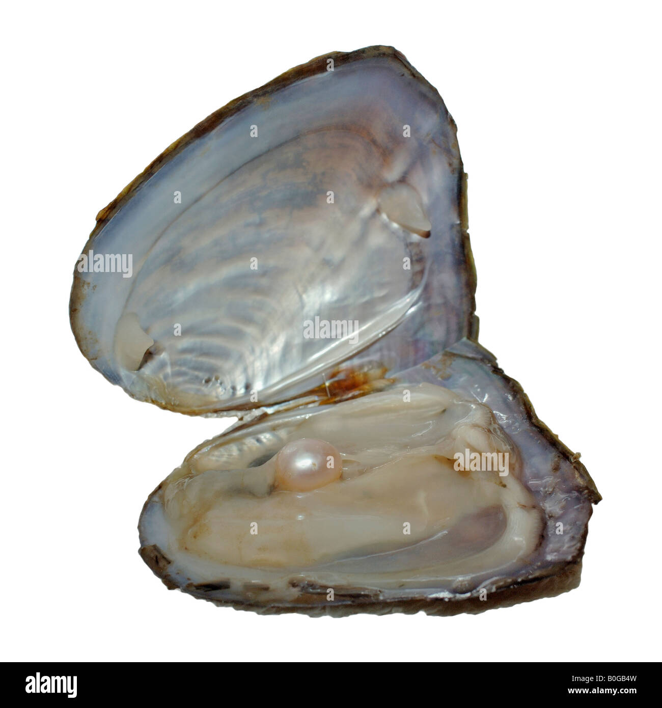 Auster Perle Ausgeschnittene Stockfotos und -bilder - Alamy