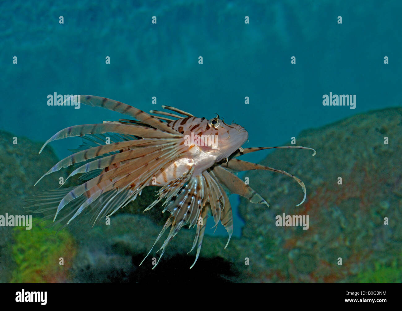 Rotfeuerfisch Pterois mit erweiterten Brustflossen zeigen, dass die Fin-Strahlen Stockfoto