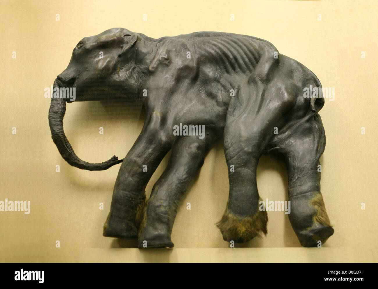 Mumie des berühmten Baby Mammut Dima im Zoologischen Museum in Sankt Petersburg, Russland Stockfoto