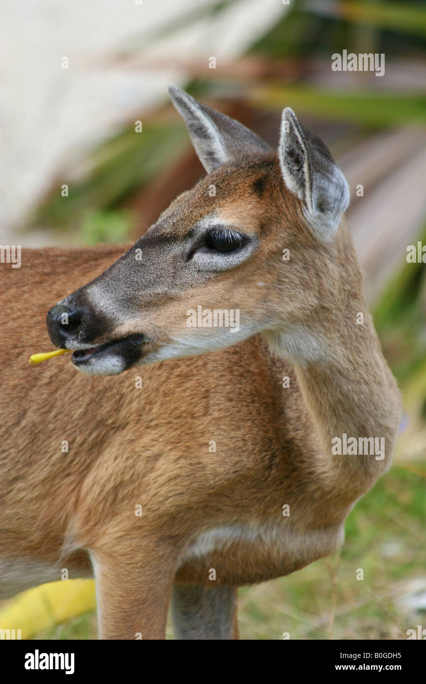 Wichtigsten Hirsch Profil Stockfoto