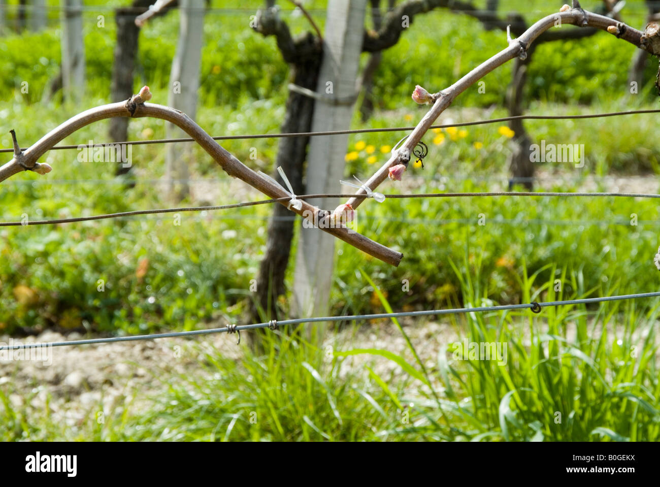 ausgebildete Reben im Weinberg Weintraube Weinbau die Krawatte gebunden Rebe Training binden Stockfoto