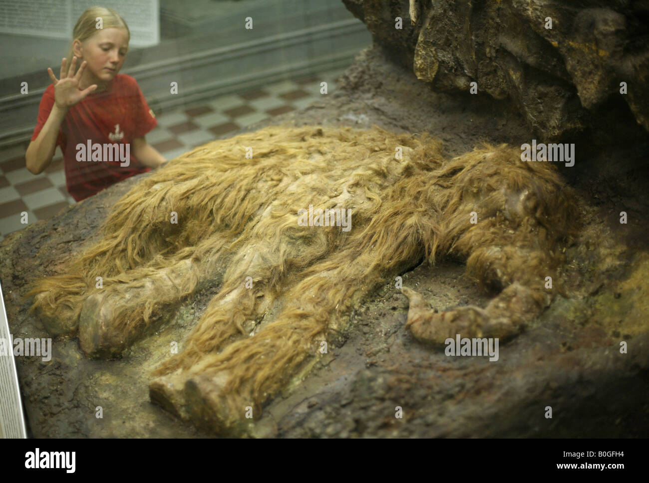 Junge Besucher, die Prüfung eines gefüllte Baby-Mammuts Dima im Zoologischen Museum in Sankt Petersburg, Russland Stockfoto