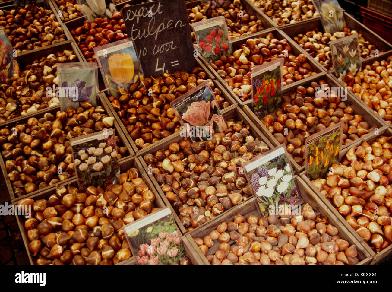 Blumenzwiebeln zum Verkauf an Singel Markt, Amsterdam, Niederlande. Stockfoto