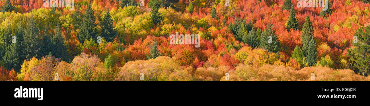 Herbst-Szene in Arrowton in der Nähe von Queenstown, Central Otago, Neuseeland Stockfoto