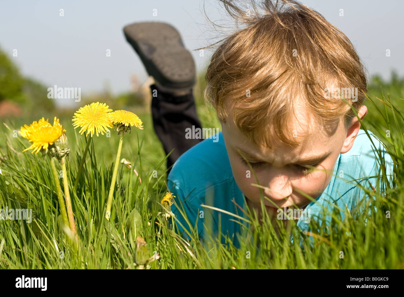 Junge im Feld mit Löwenzahn liegend Stockfoto