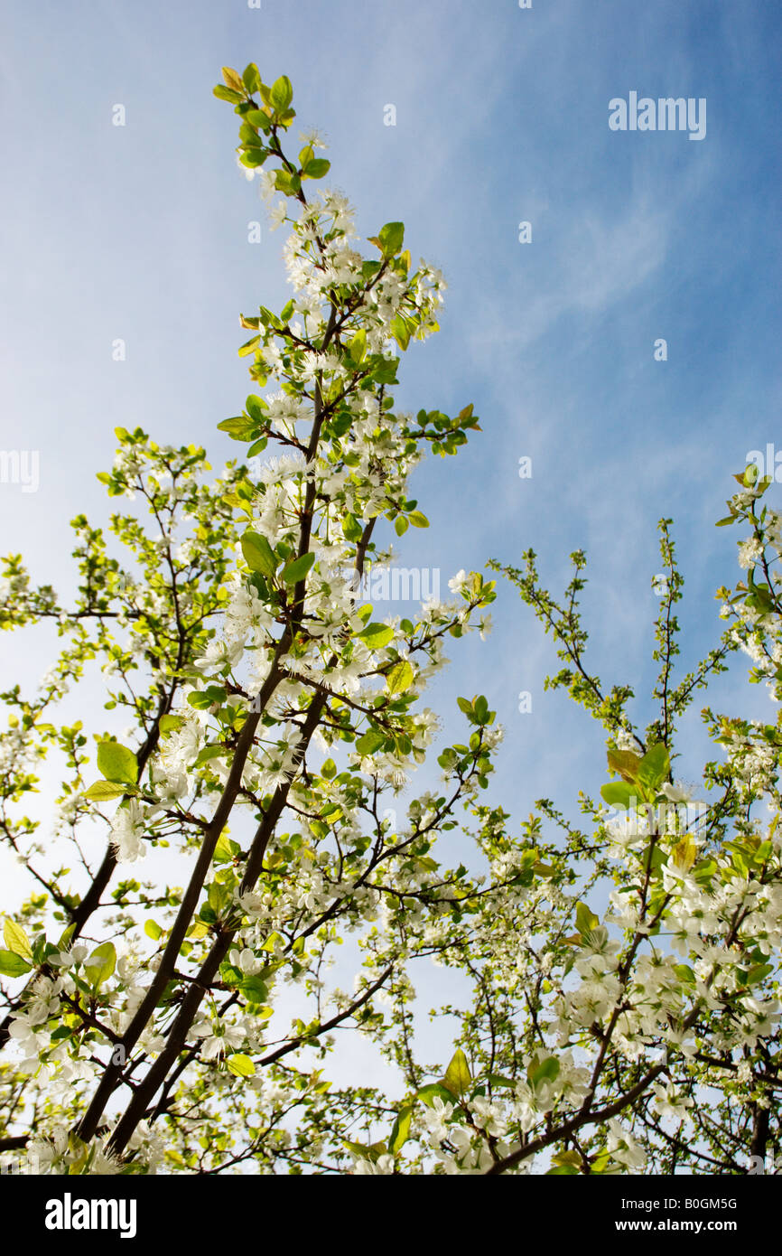 Blühende Pflaumenmus Pflaumenbaum (Prunus Domestica Subspecies Insititia) an sonnigen Frühlingstag, Vantaa, Finnland Stockfoto