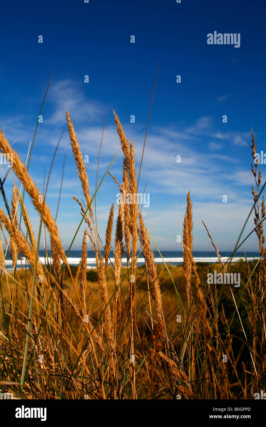Dünengebieten Grass St Clair Beach Dunedin Neuseeland Stockfoto