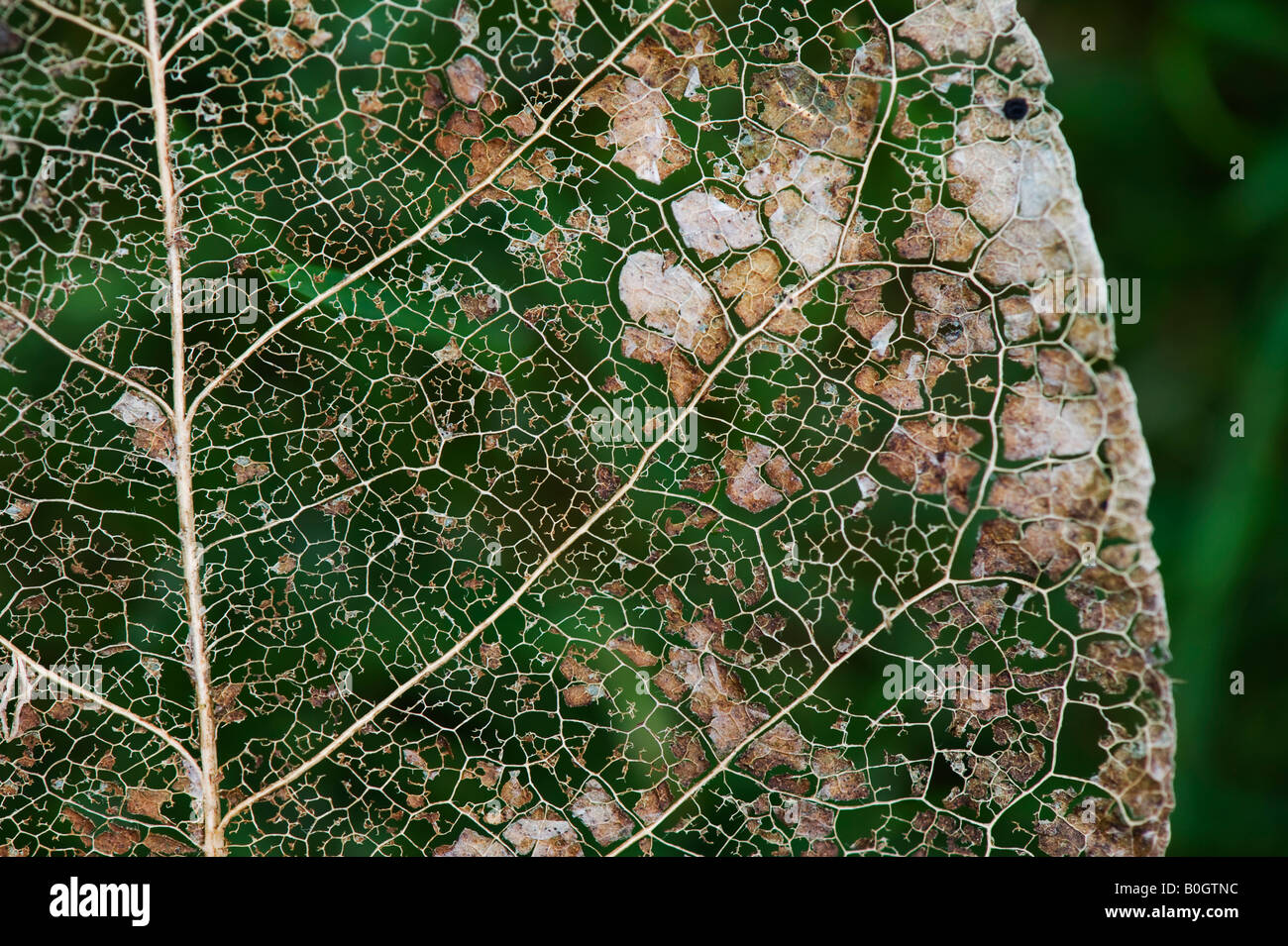 Toten ausgetrocknet Skelett eines Blattes Magnolie Stockfoto