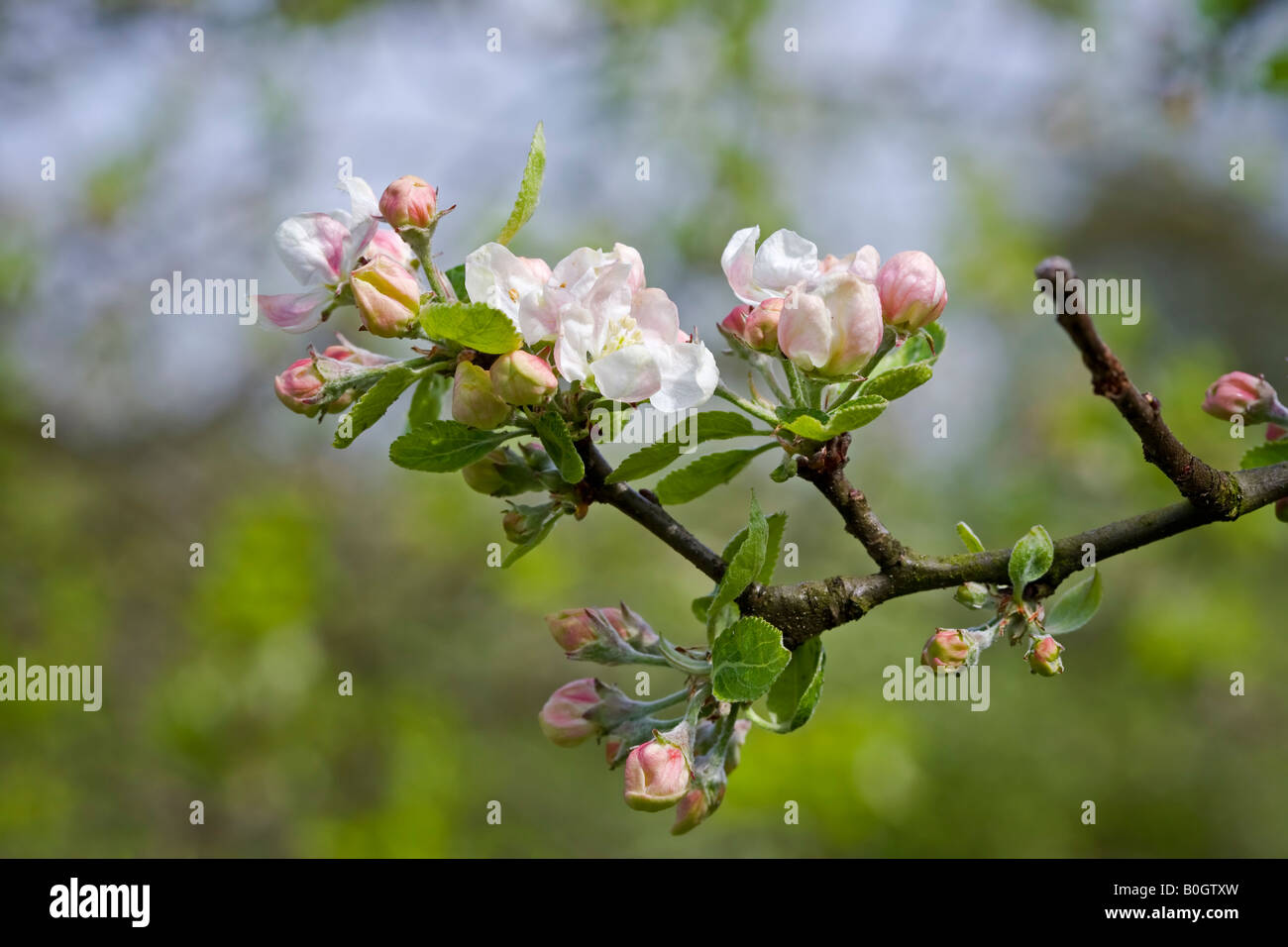 Malus "George Neale" Apfelblüte Stockfoto