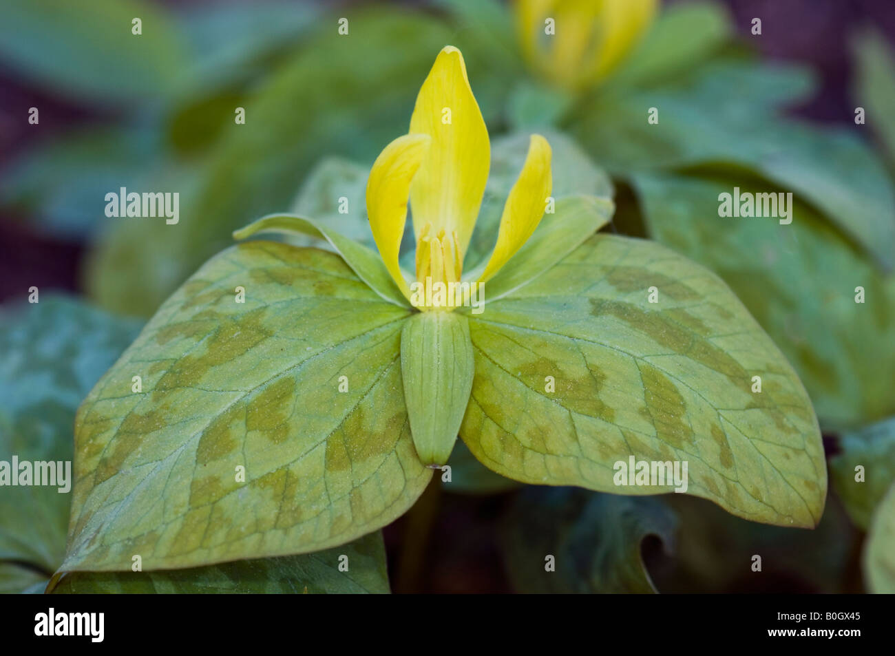 TRILLIACEAE Trillium Luteum Ost Amerika Stockfoto