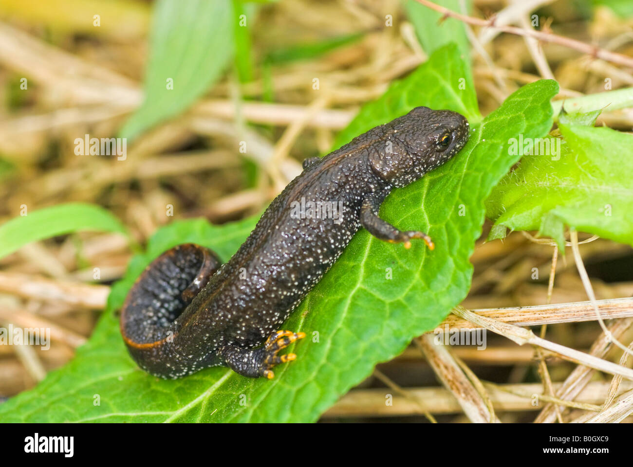 Great Crested Newt Tritarus cristatus Stockfoto