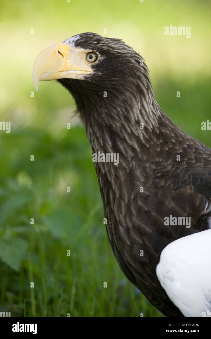 Steller des Seeadler - Haliaeetus pelagicus Stockfoto