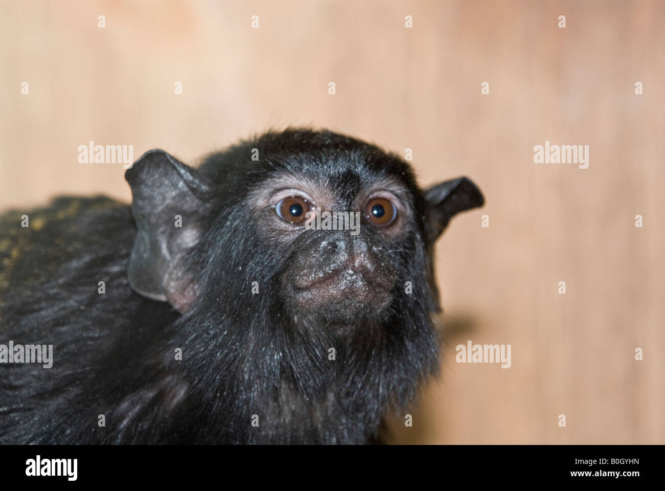 Golden-handed Tamarin Saguinus midas Stockfoto