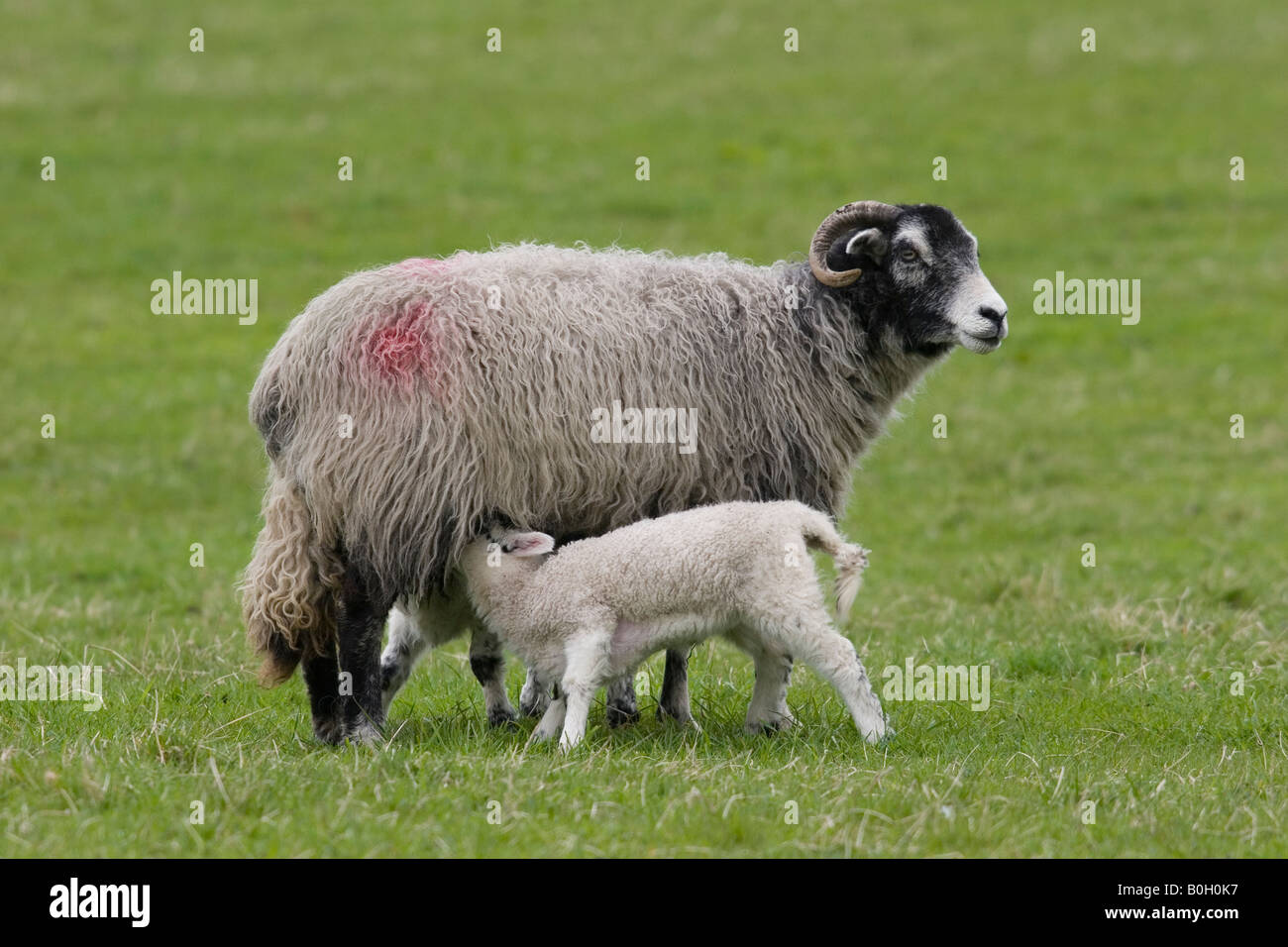 Mutter und Lamm, Spanferkel Yorkshire Dales Stockfoto