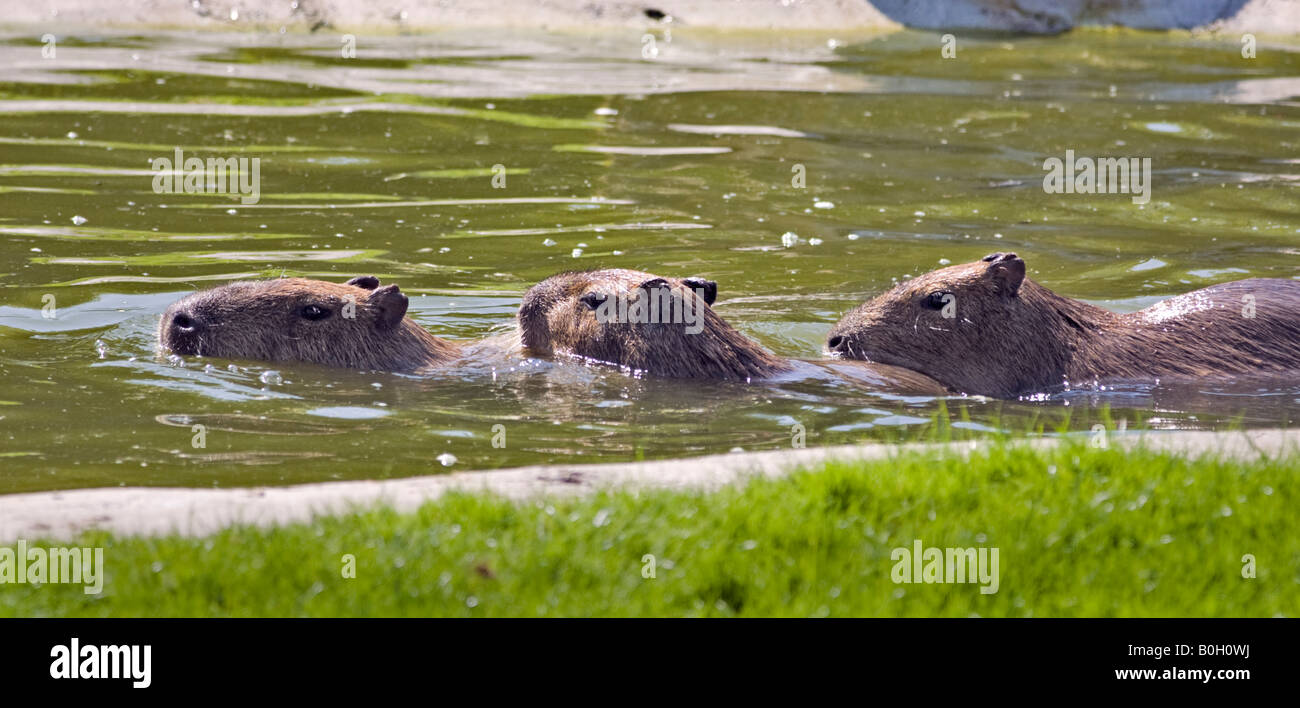 Drei Wasserschweine (Hydrochoerus Hydrochaeris) Schwimmen im Pool, Marwell Zoo, Hampshire, England Stockfoto