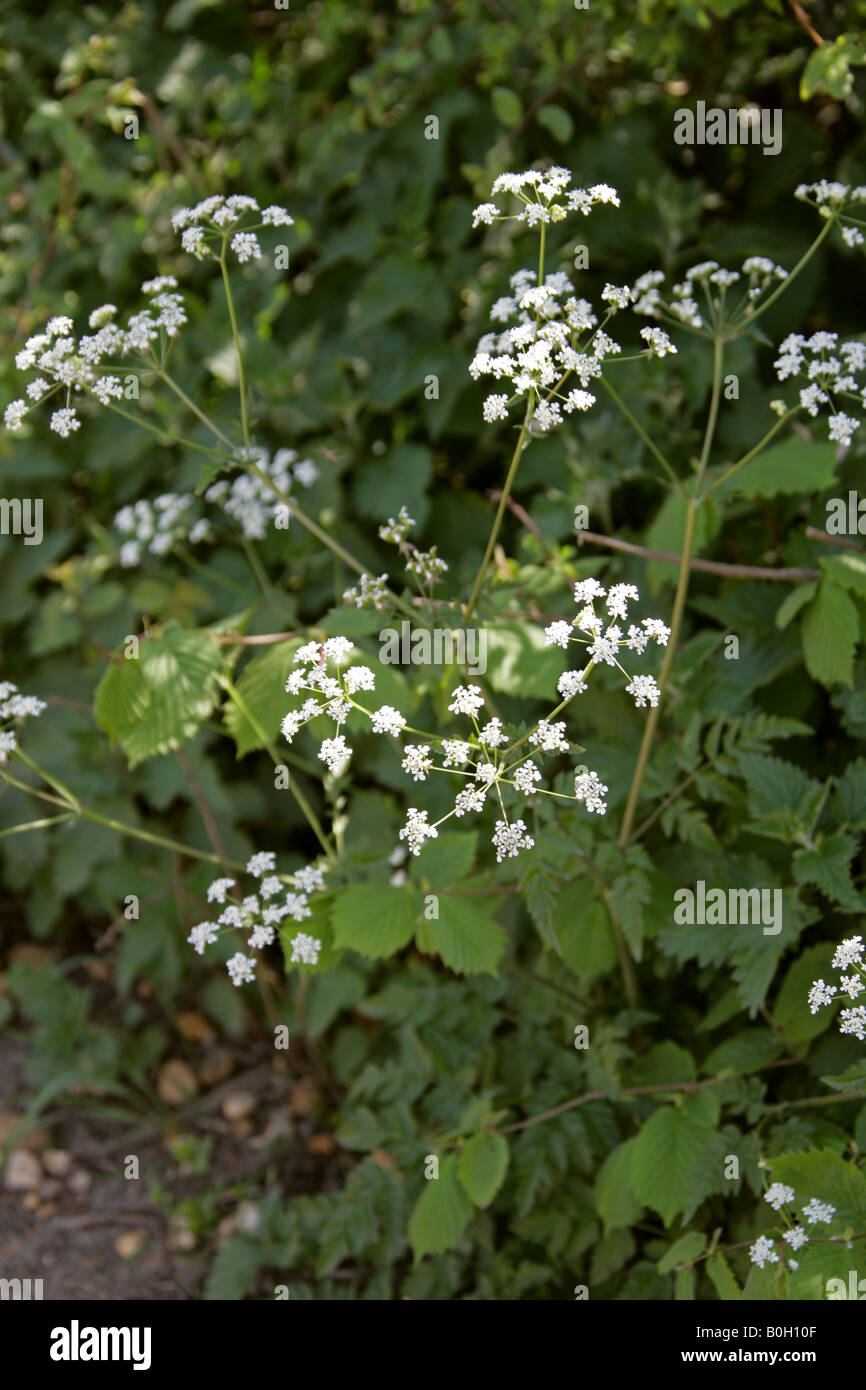 Kuh-Petersilie aka wilder Kerbel, wilde Schnabel Petersilie und Keck Anthriscus sylvestris Stockfoto